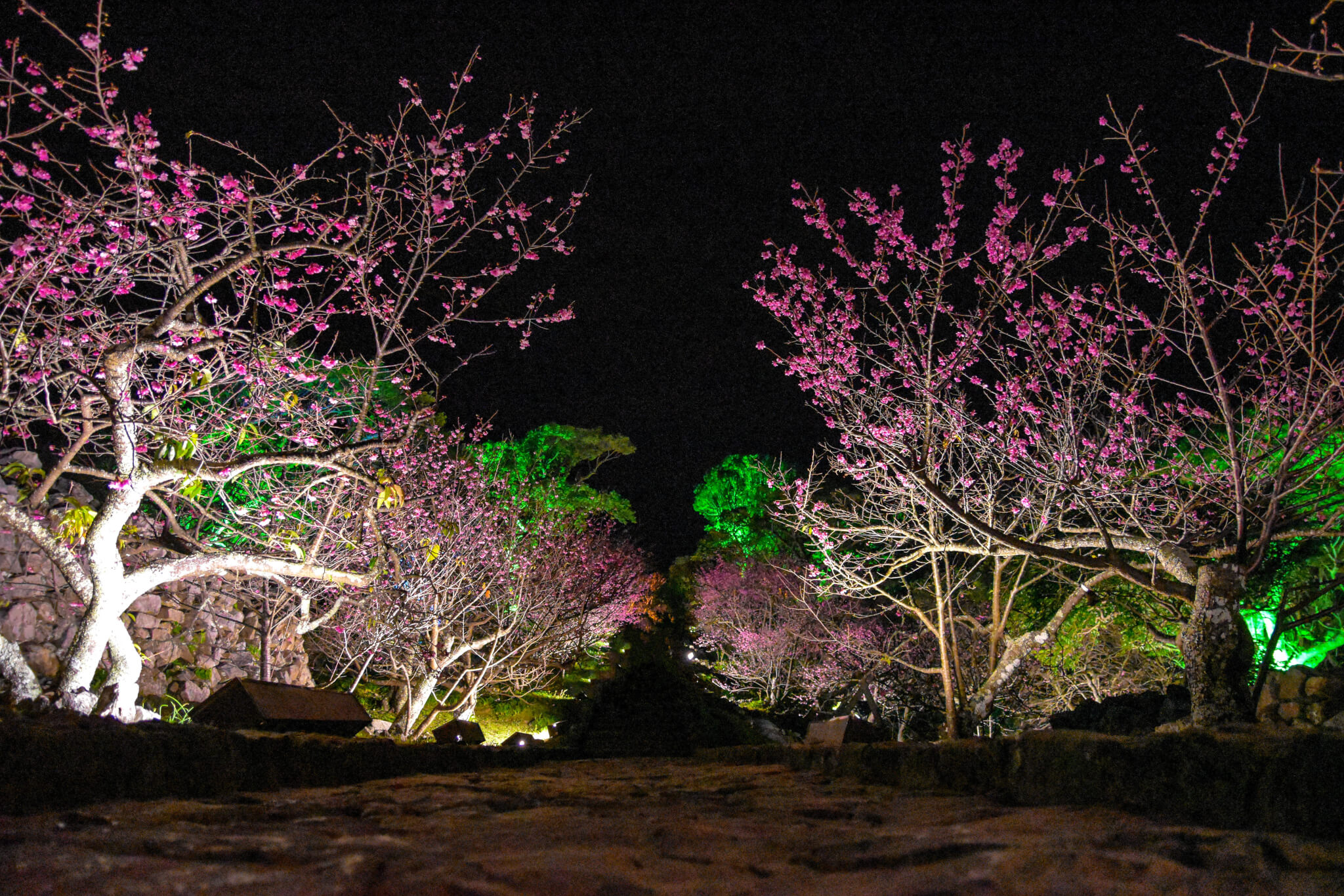 沖縄で夜桜を楽しむなら世界遺産の今帰仁城跡がオススメ 今帰仁グスク桜まつり Taamii Com たーみーどっとこむ